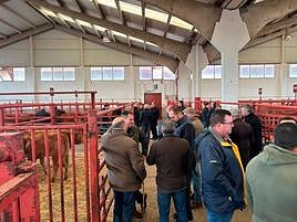 Tratantes en el mercado de ganados de Salamanca