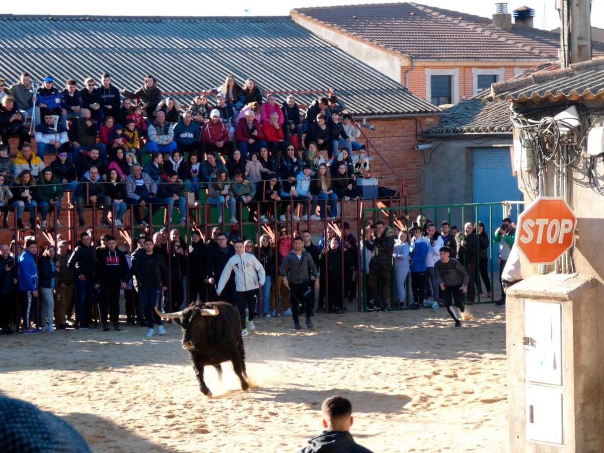 Uno de los astados del IV Toro del Cajón de San Blas de Babilafuente.