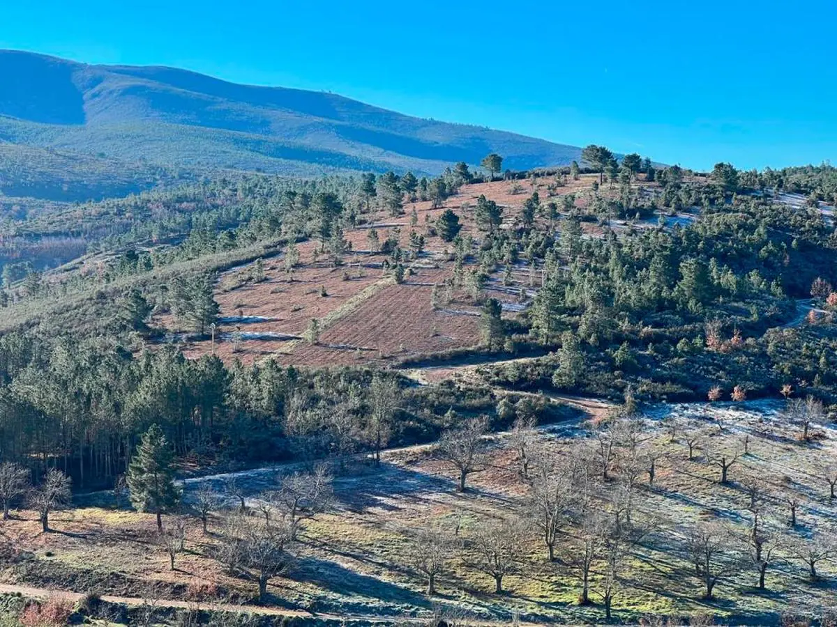 El municipio salmantino que será reforestado con 600.000 árboles