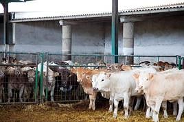 Terneros en un cebadero