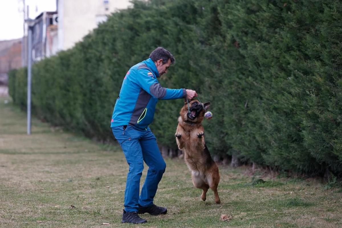 Julián juega con la pelota con París du Val D’Anzin. El ejercicio ayuda al animal a fijar la mordida para las competiciones