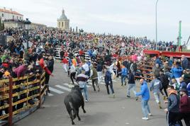 Uno de los encierros del Carnaval del Toro de Ciudad Rodrigo del pasado año.