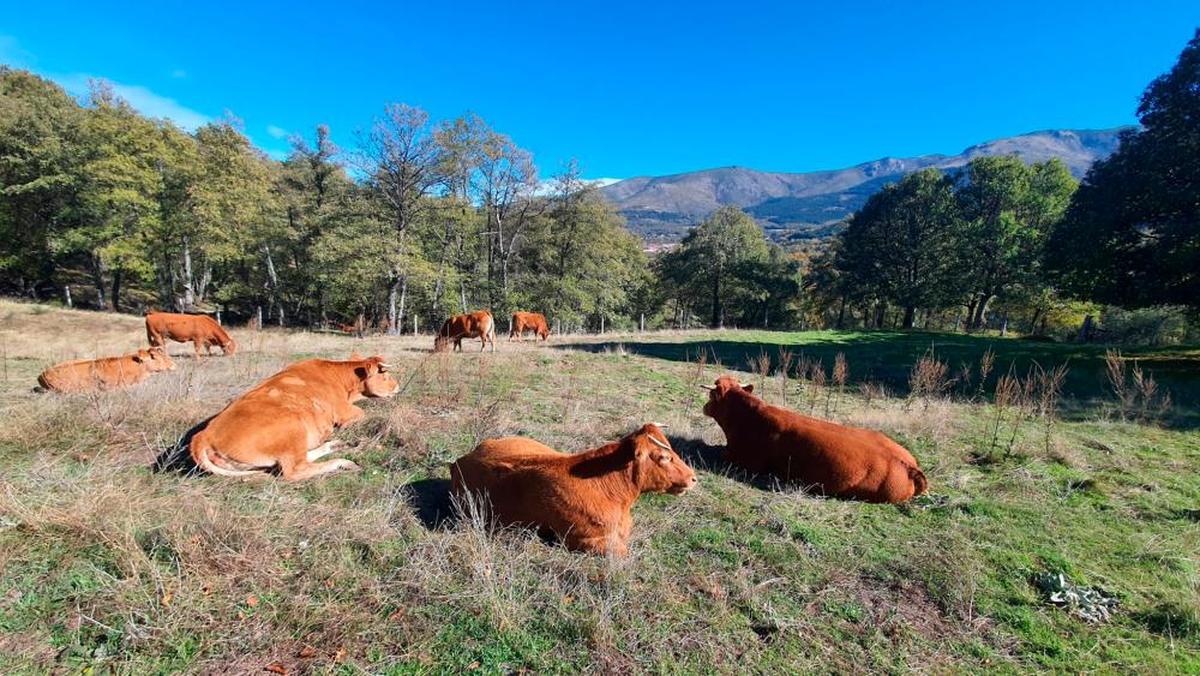 Salamanca es la provincia con mayor censo de vacuno de España. En la imagen, vacas en Béjar