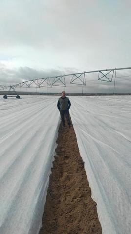 Jesús Blázquez, en su parcela de zanahorias.