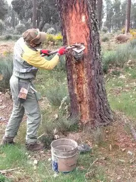 Recolección de resina en un pino de Robleda.