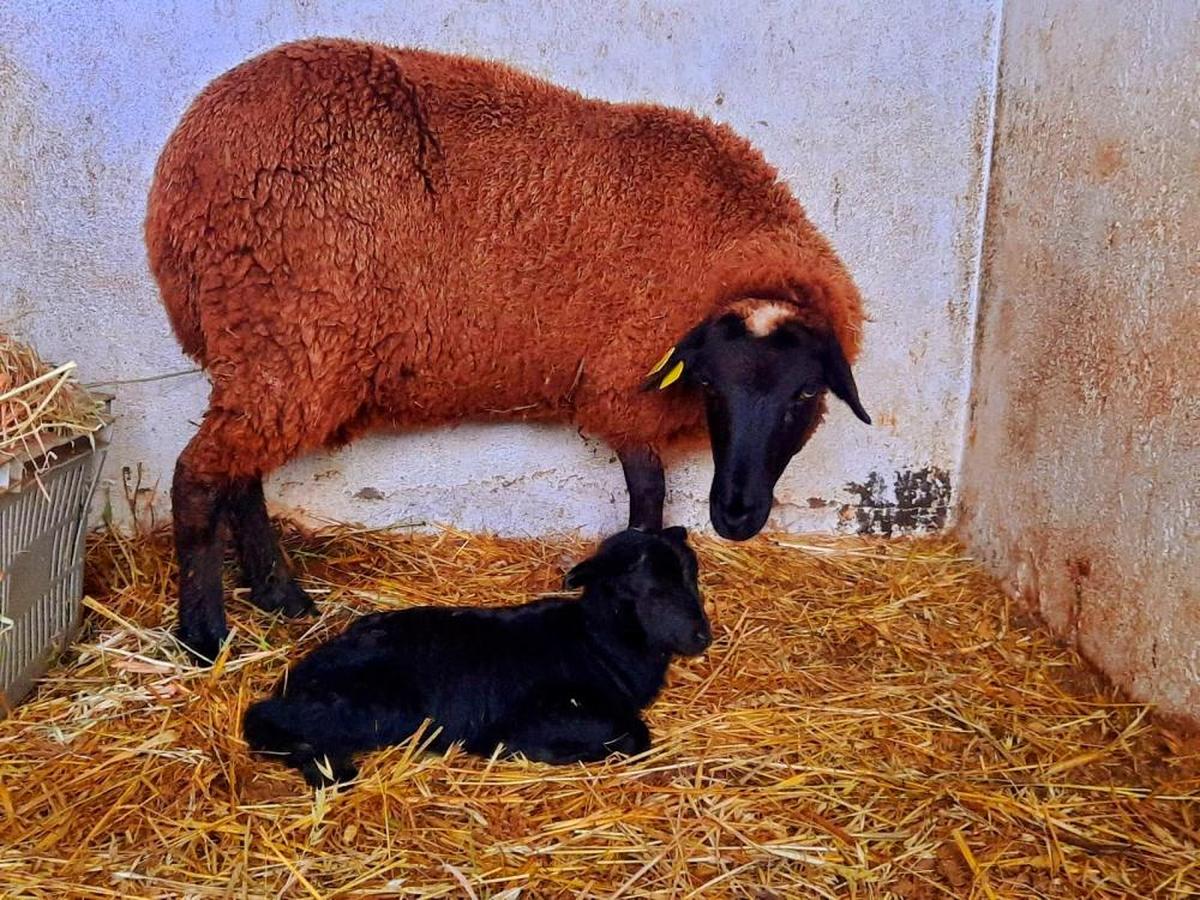 Una de las ovejas en peligro de extinción, con su cordero recién nacido.