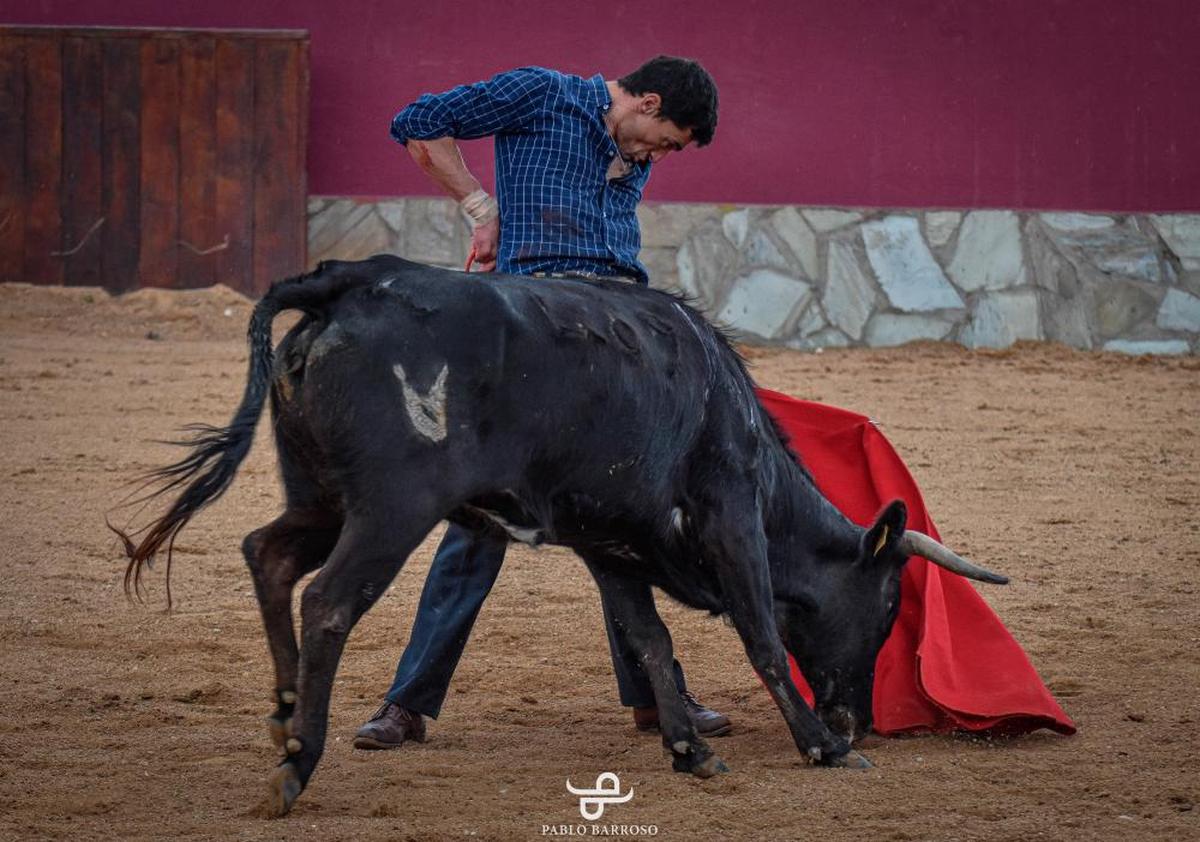 Excelente natural, asentado, sentido, poderoso, exigente, arrebatado y rematado en la cadera de Paco Ureña a una vaca en la plaza de tientas de La Campana.