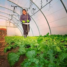 Ángela, en el invernadero que tiene en Santibáñez de Béjar