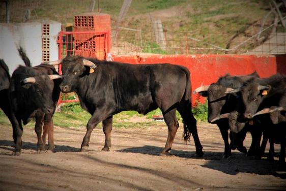 “Abubilla”, negro mulato, está herrado con el número 13