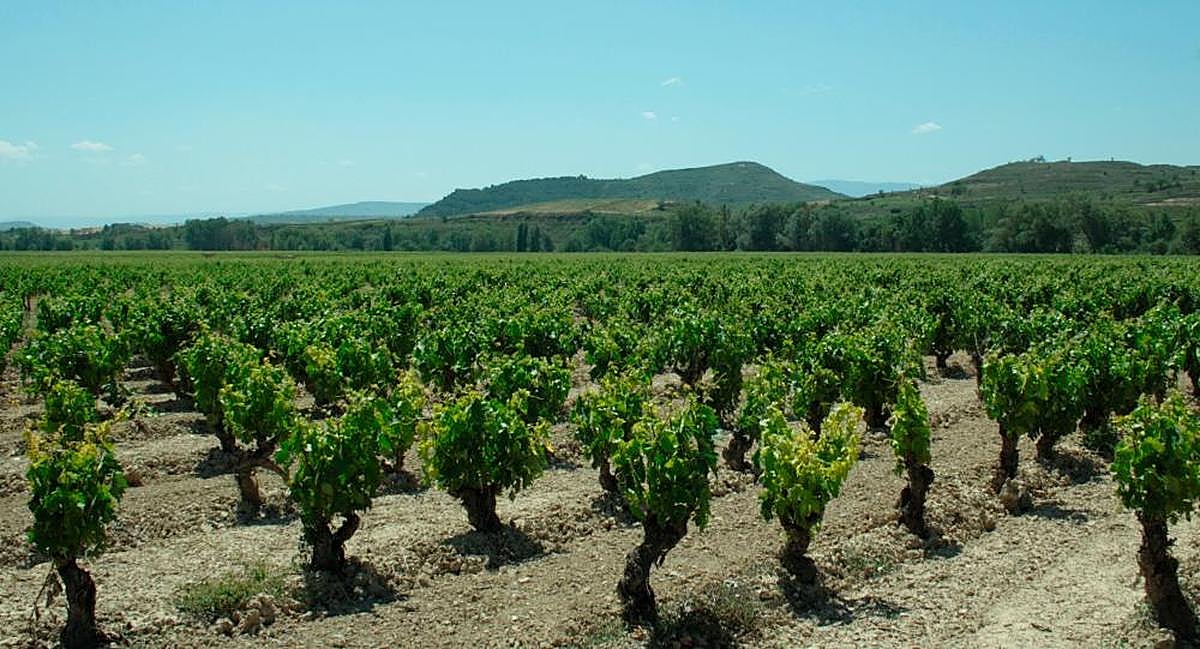 Viñedo de La Rioja
