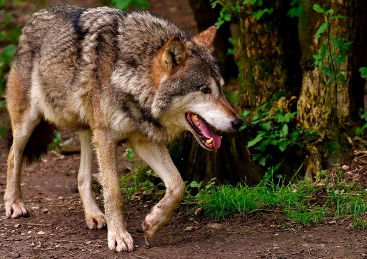 La Junta indemniza también el ataque del lobo a un perro: hasta 800 euros