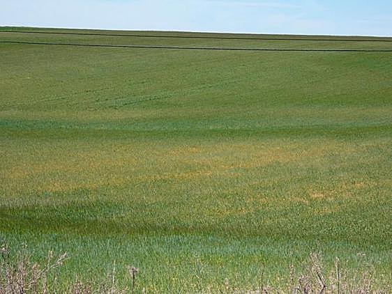 Parcelas de cereal dañadas por la sequía en Santiago de la Puebla.