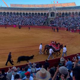 Ligerito, el toro salmantino al dar la vuelta al ruedo