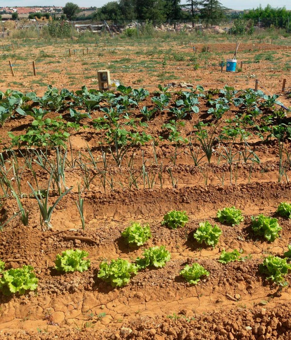 Una zona de huertos ubicada en Santa Marta de Tormes.