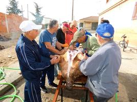 Varios vecinos abrieron el cerdo a primera hora de la mañana