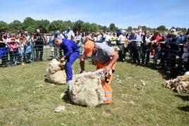 Exhibición de esquileo de ovejas a tijera en Barruecopardo