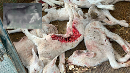 Corderos muertos por el ataque y arriba, el lobo grabado en la cámara.