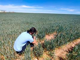 Un agricultor observa el estado de un cultivo de trigo.