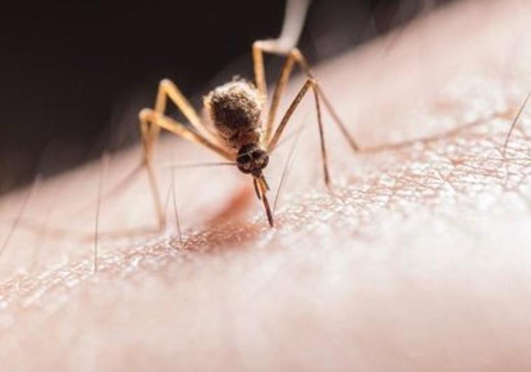 El remedio natural para acabar con los mosquitos dentro de casa sin usar sprays
