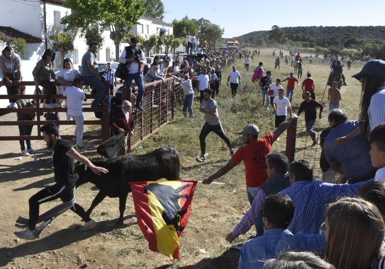 Imagen principal - Así ha sido el encierro de las fiestas de Águeda