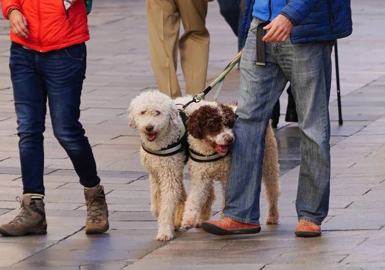 Unos perros pasean por una céntrica calle de Salamanca.