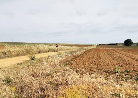 Imagen secundaria 1 - Varias muestras de lo mal señalizado que está el Camino a su paso por Salamanca
