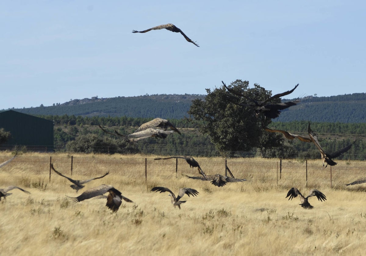 Buitres en el campo salmantino