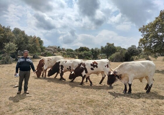 Los ganaderos ante la sequía: «Las vacas comen tres meses y si llega»