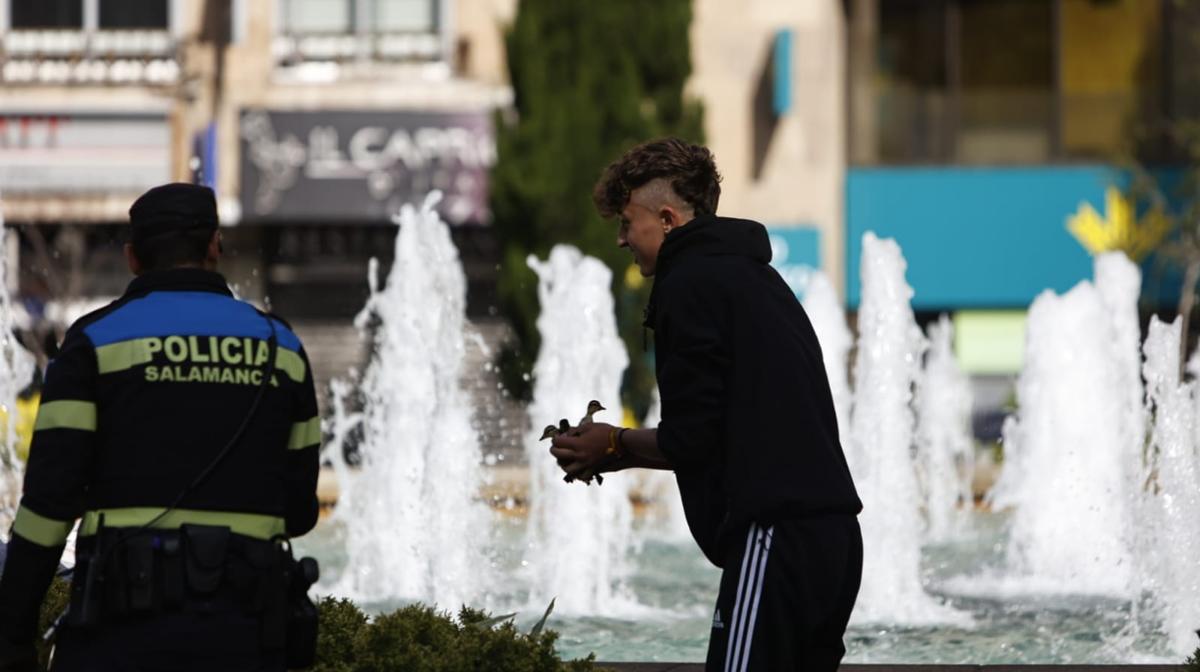 El entrañable rescate de unos patitos en la Puerta de Zamora