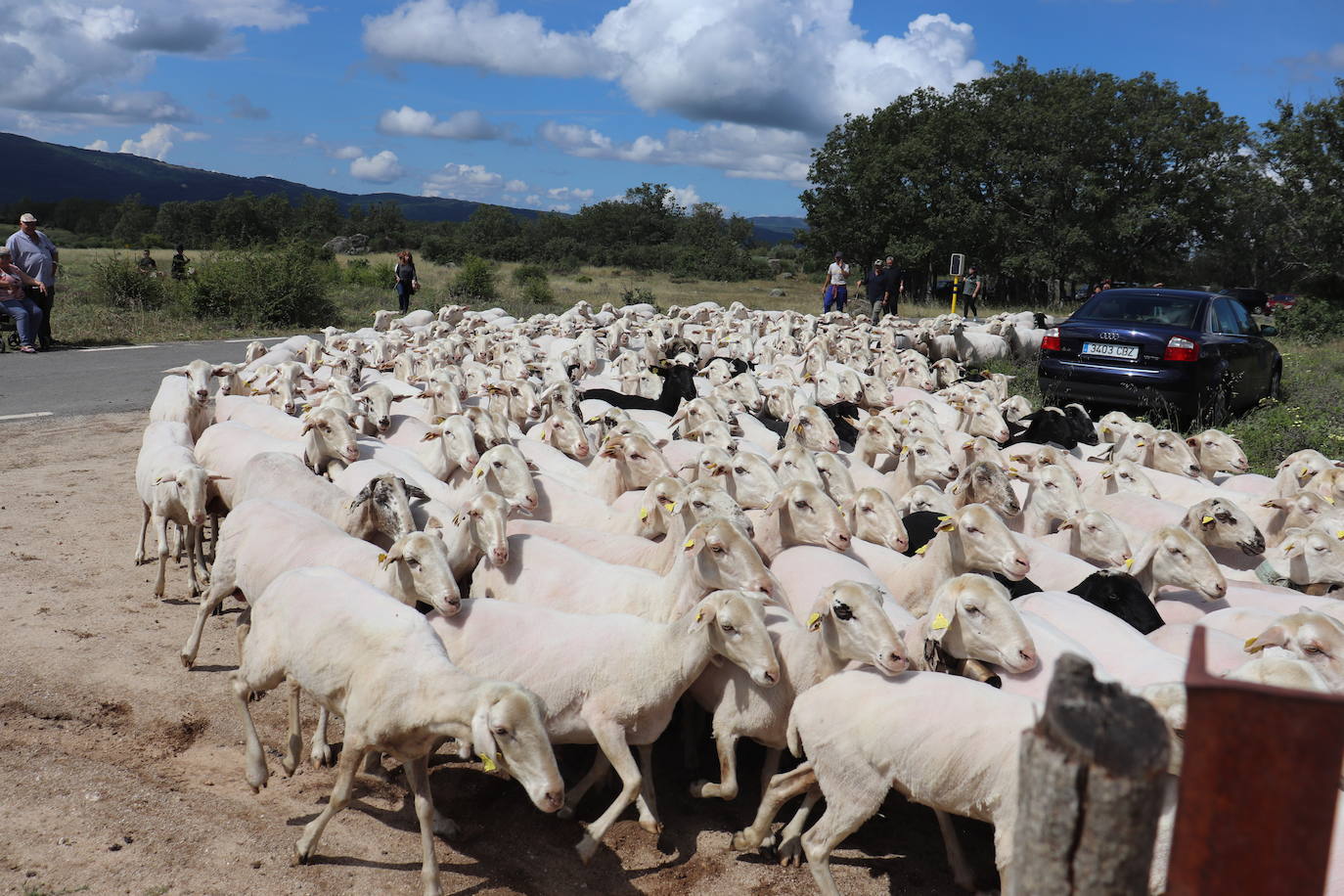 Esencia viva de la trashumancia en Aldeacipreste