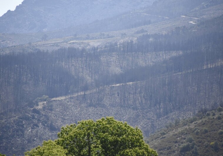 El árbol por el que apuesta Monsagro para recuperar la zona arrasada por el incendio de 2022