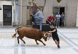 Un joven corre delante de uno de los novillos