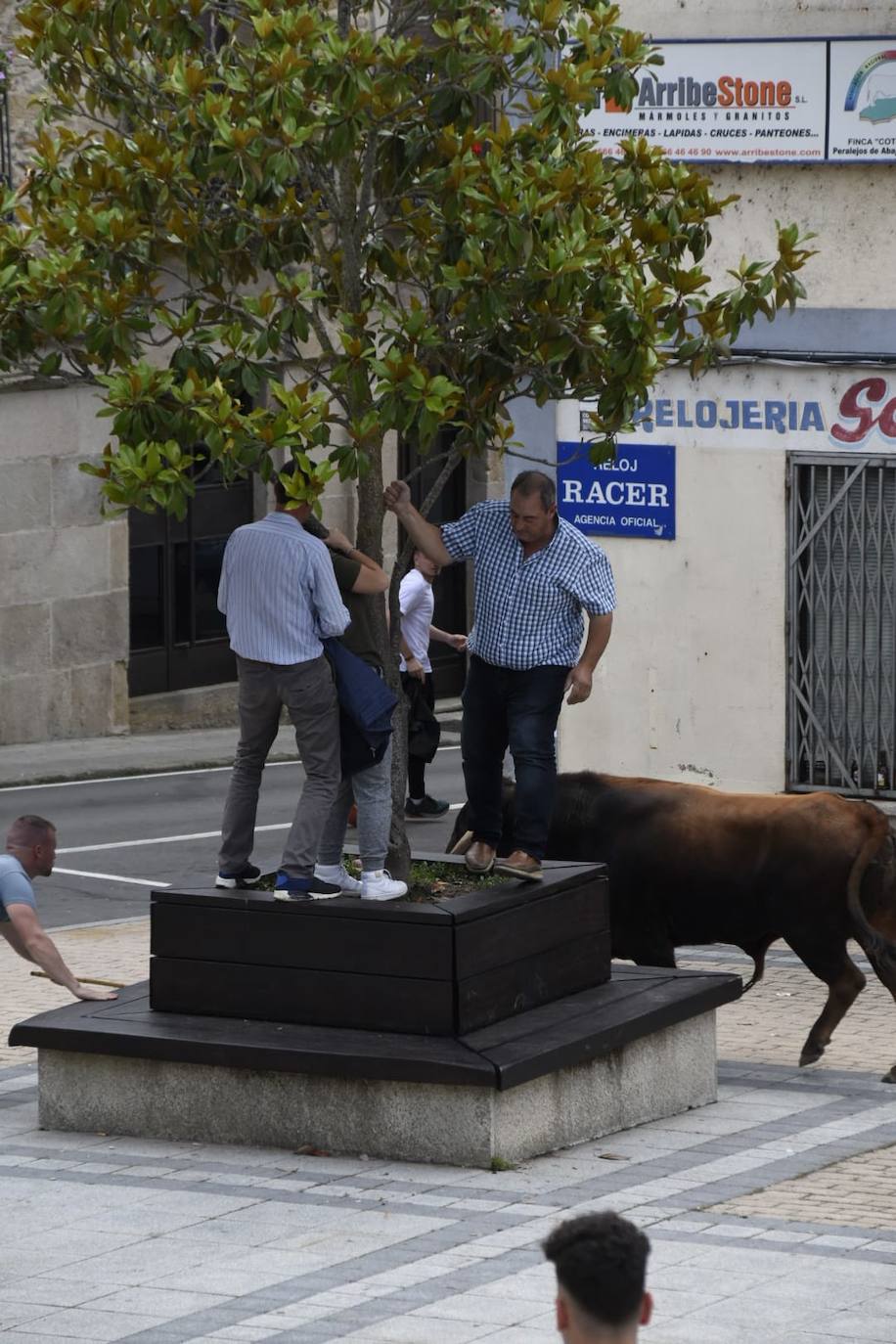 Vitigudino se llena para el segundo encierro de las fiestas del Corpus