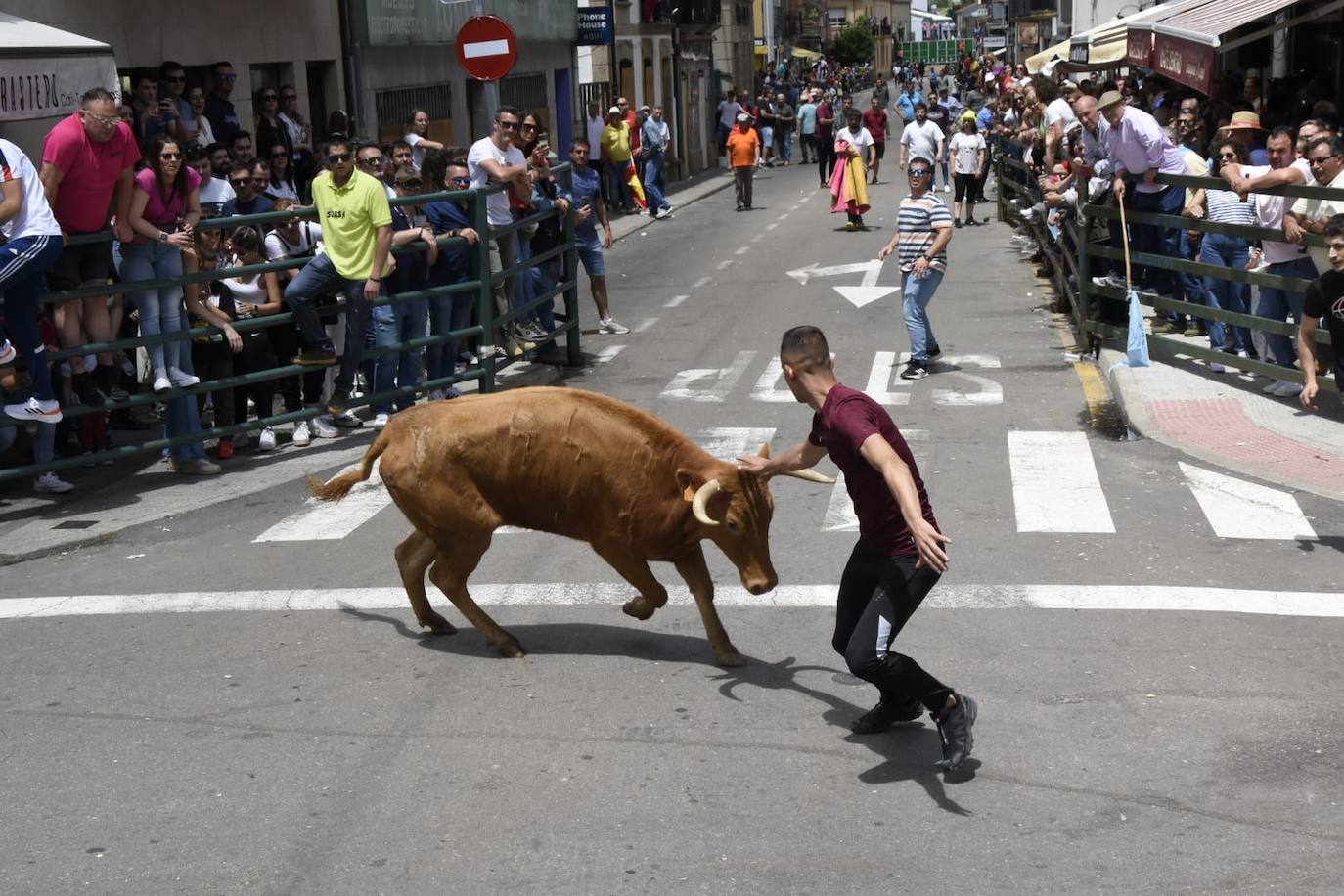 Vitigudino se llena para el segundo encierro de las fiestas del Corpus