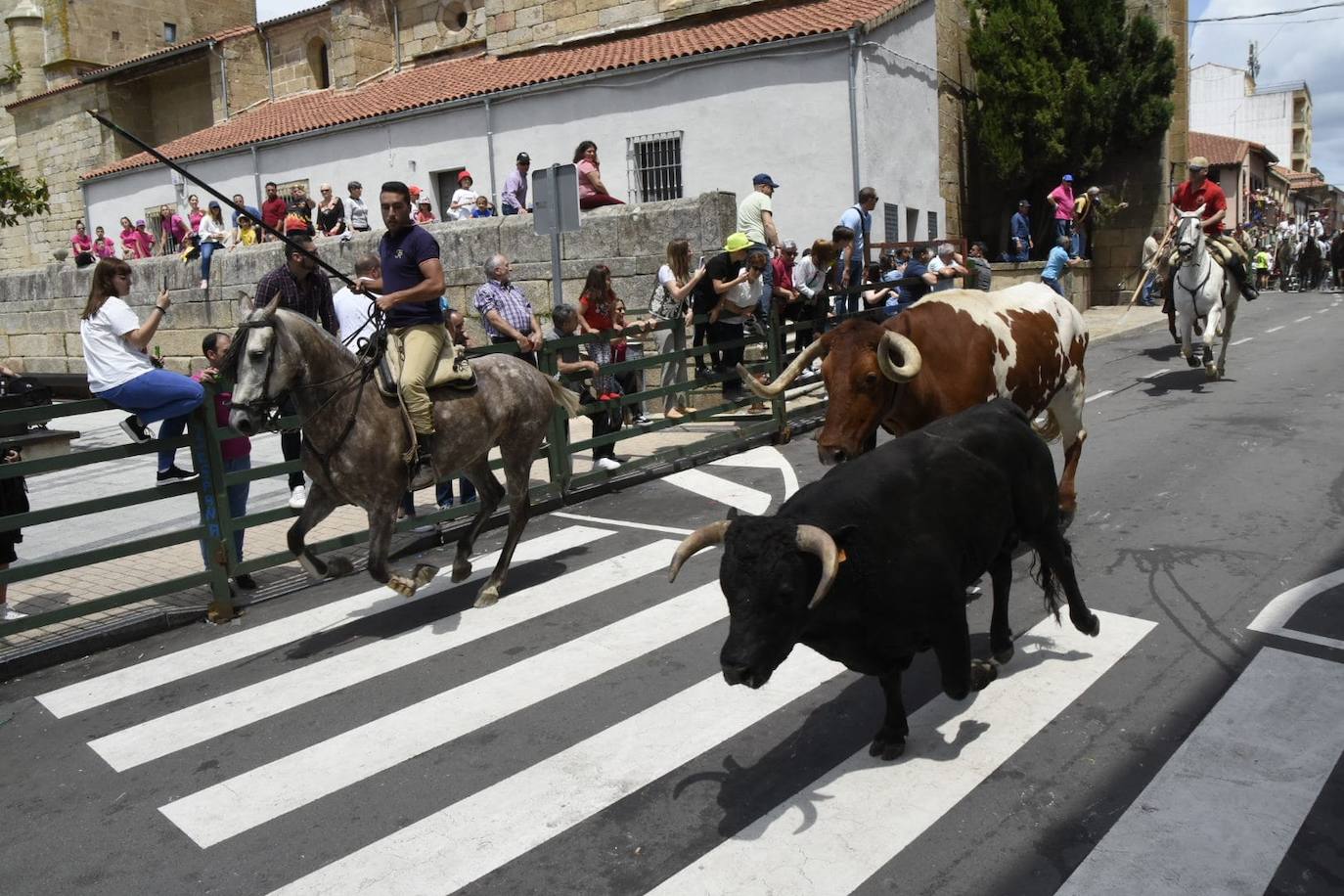 Encierros limpios y rápidos en Vitigudino