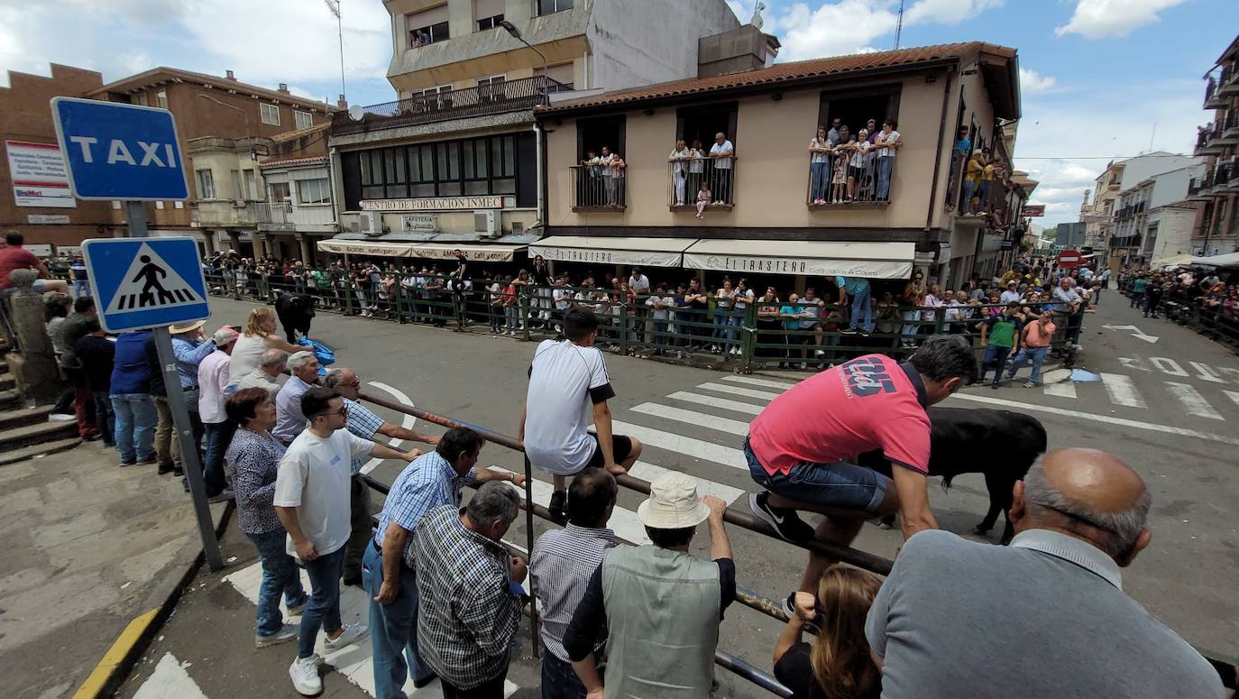 Encierros limpios y rápidos en Vitigudino