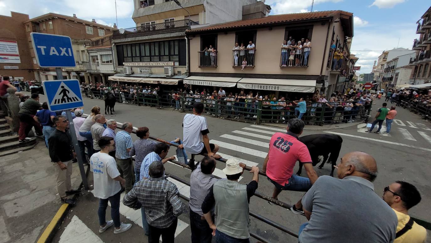 Encierros limpios y rápidos en Vitigudino