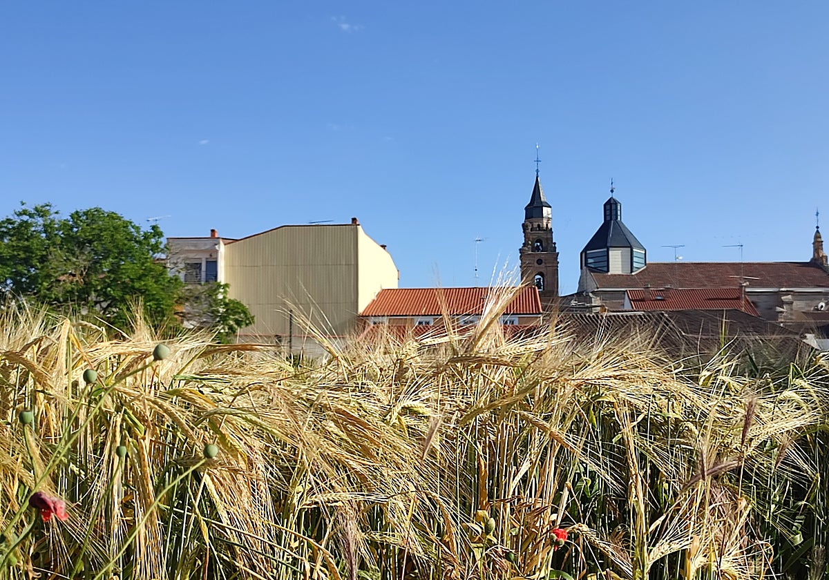 Espigas de cebada en una parcela de cultivo de Peñaranda de Bracamonte
