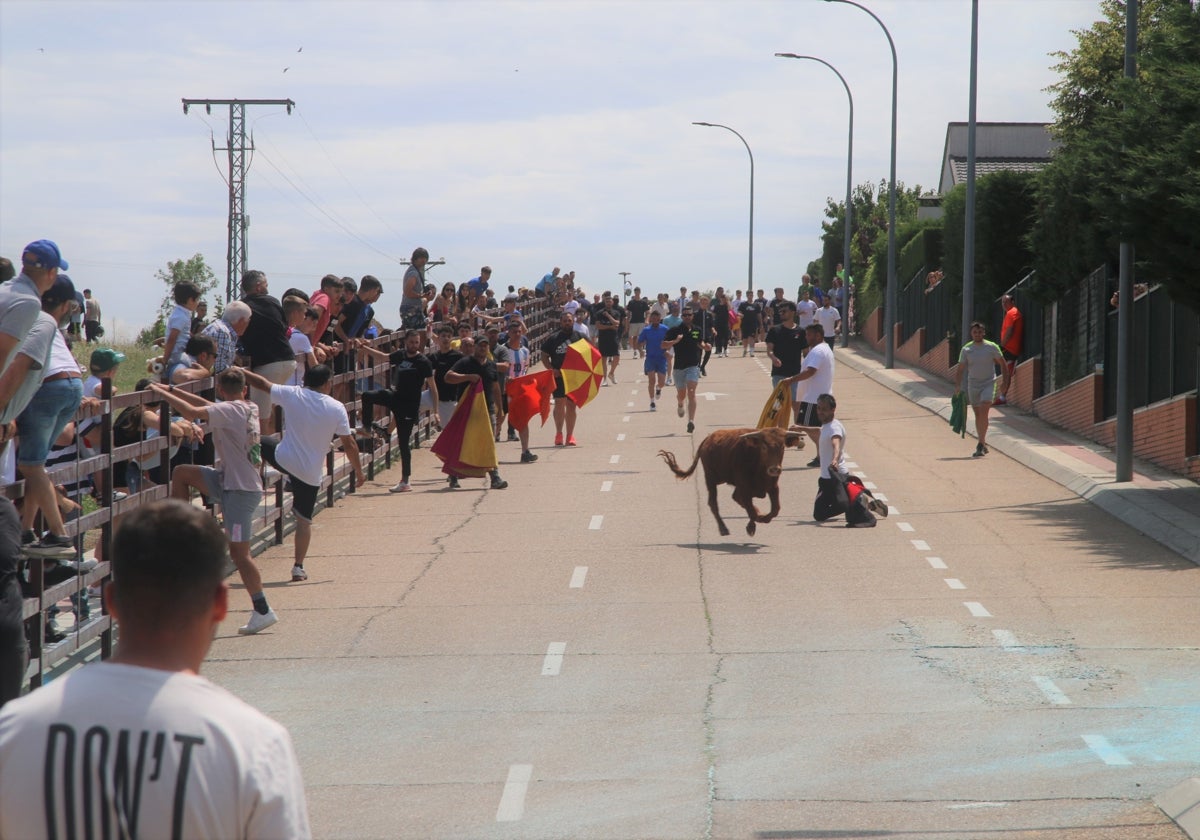 Uno de los astados que participó en el encierro por las calles de Peñasolana.