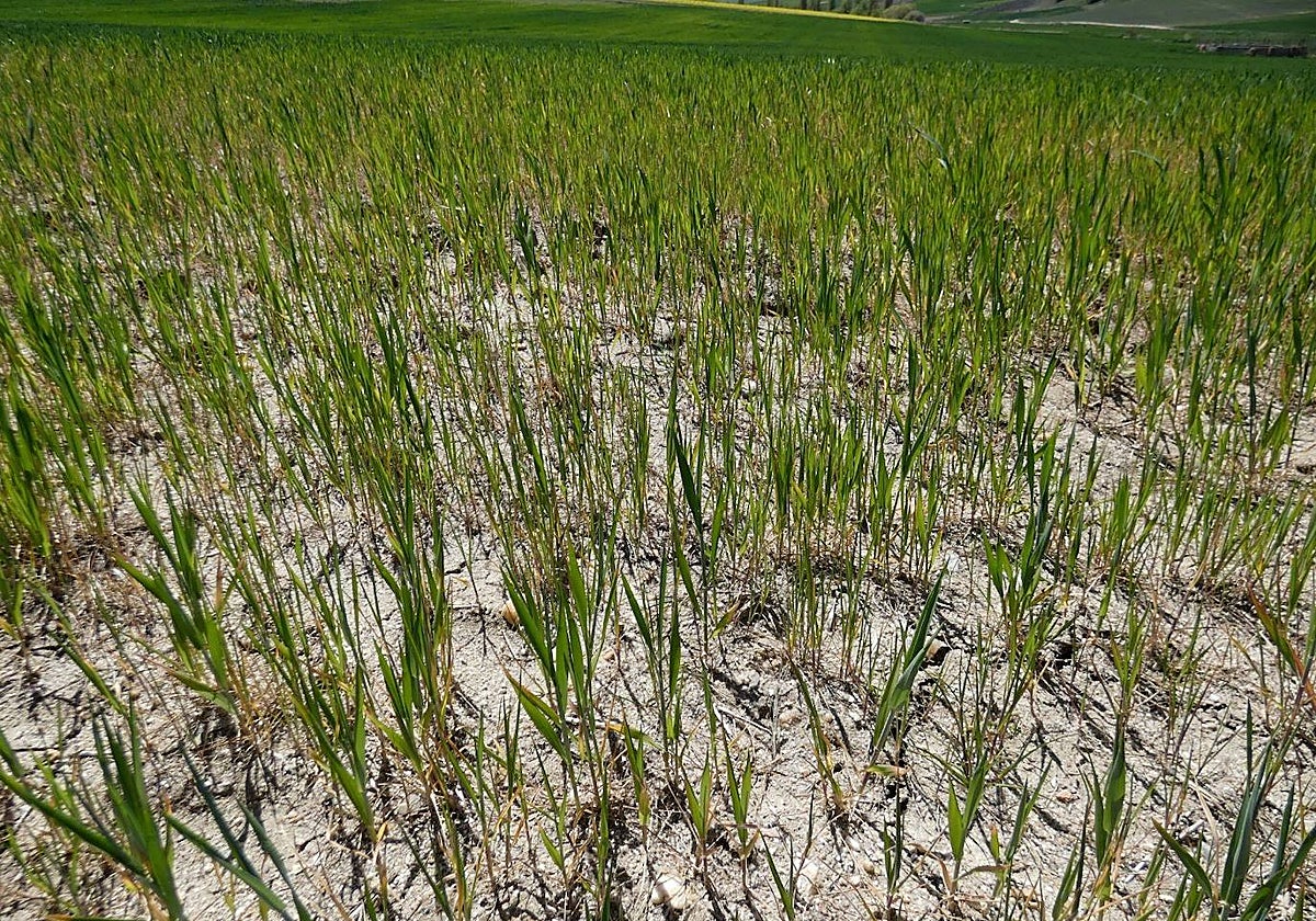 Los sindicatos ven insuficientes las ayudas a la sequía anunciadas por la Junta