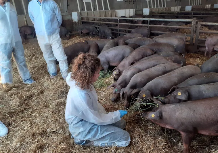 ICPOR combina tradición y vanguardia en el sector porcino
