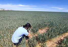 Un agricultor observa el estado de un cultivo de trigo