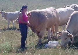 Elvira, con su ganado charolés en una parcela de Fuenteguinaldo