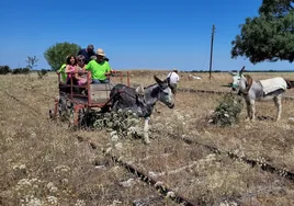 Pequeños vagones tirados por burros, una de las propuestas de la asociación "Todaví@"