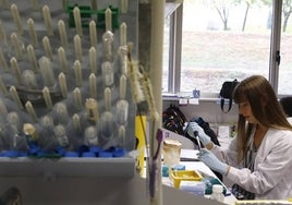 Imagen de una investigadora en las instalaciones del Centro de Investigación del Cáncer.