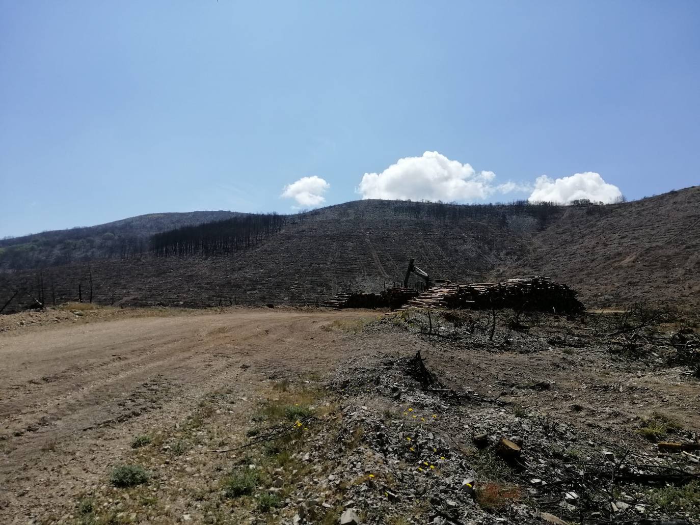 El verde empieza a colonizar un año después la zona del incendio de Monsagro