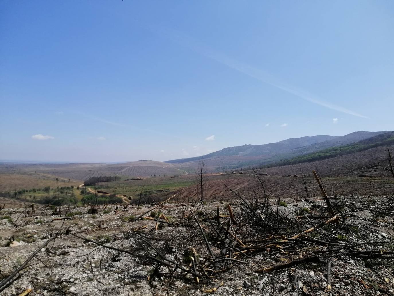 El verde empieza a colonizar un año después la zona del incendio de Monsagro