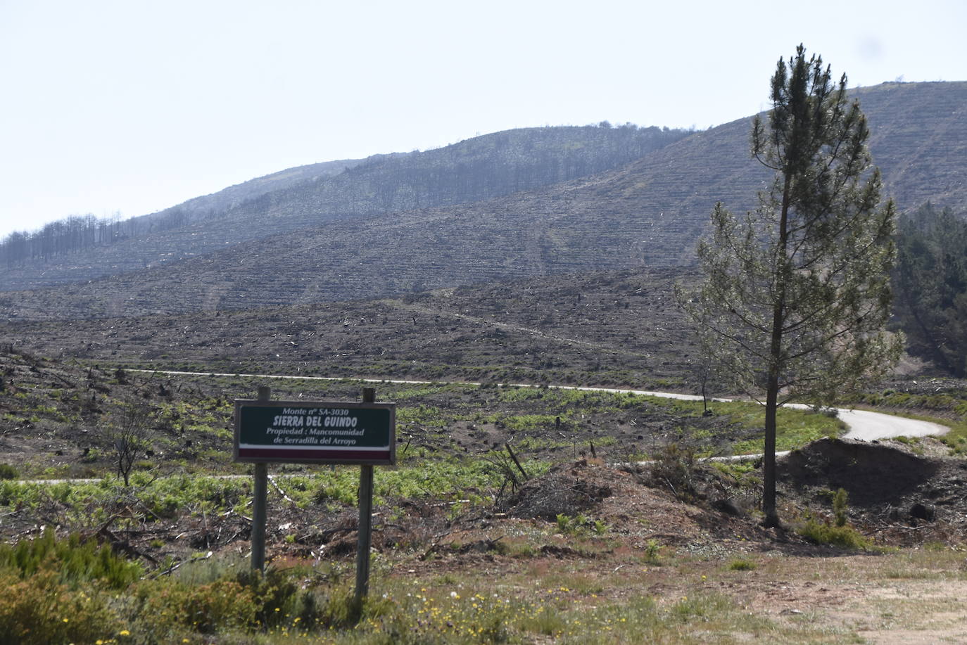 El verde empieza a colonizar un año después la zona del incendio de Monsagro