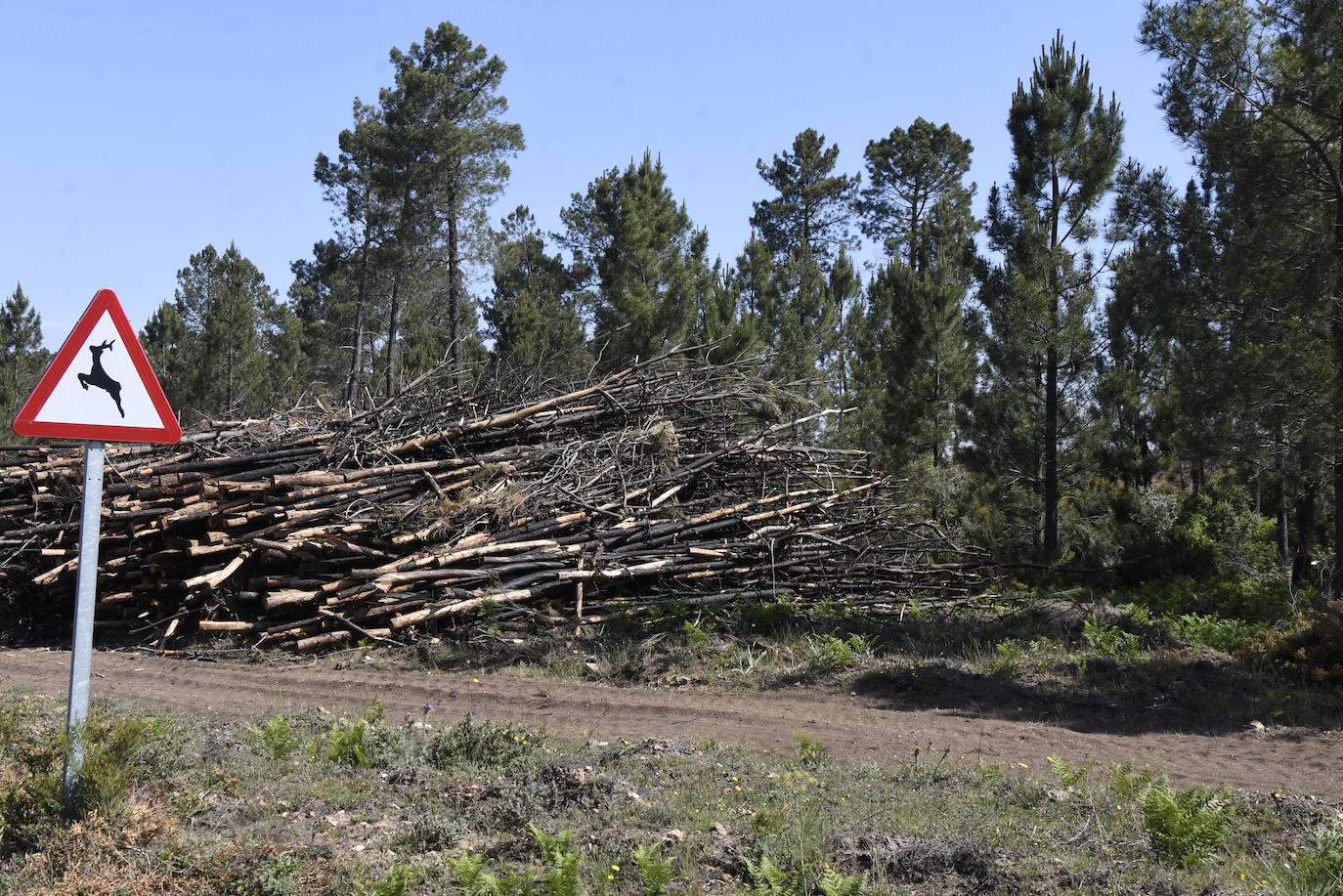 El verde empieza a colonizar un año después la zona del incendio de Monsagro