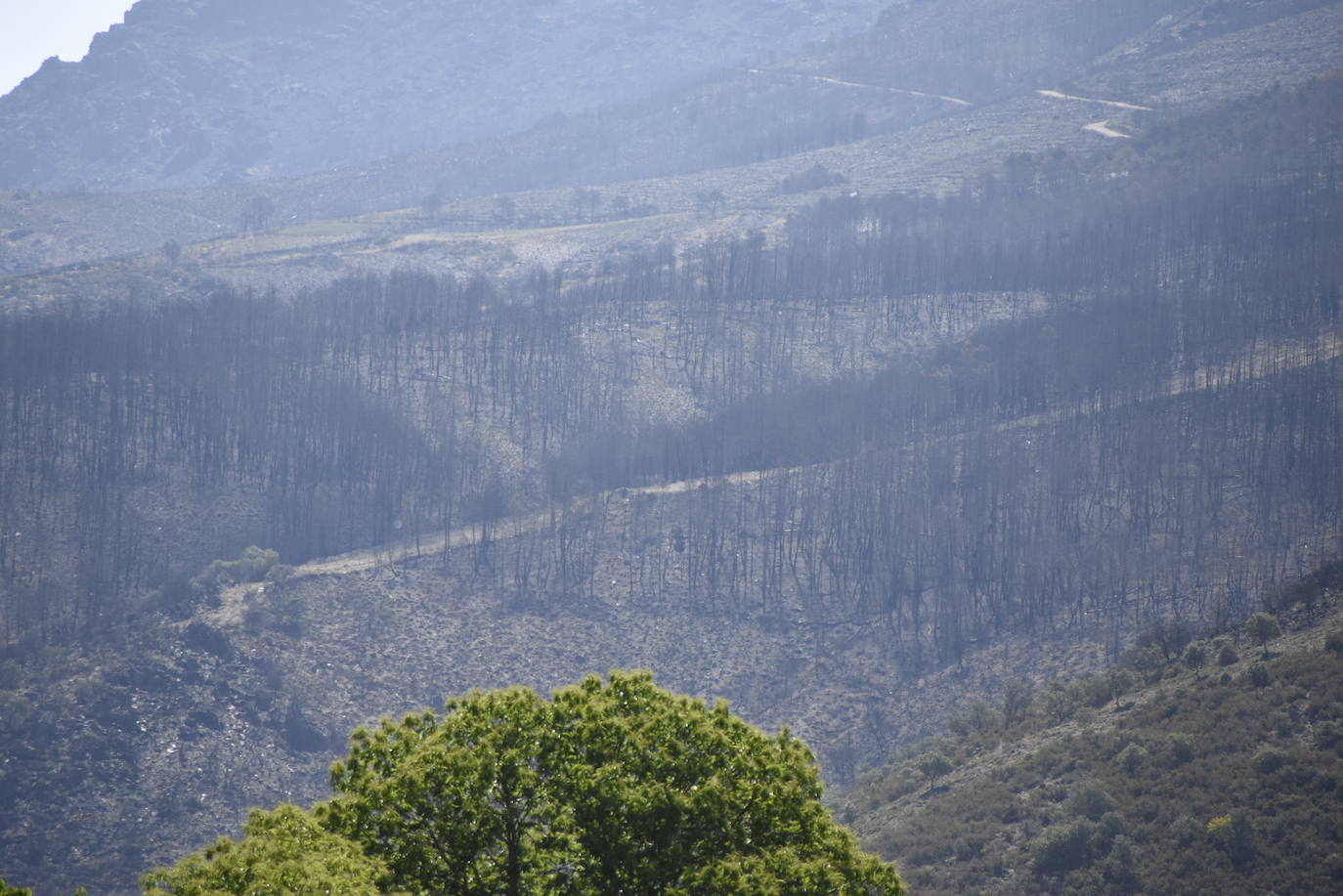 El verde empieza a colonizar un año después la zona del incendio de Monsagro